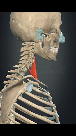 scalenus anterior muscle Action|| vertebral column: contralateral rotation #anatomy