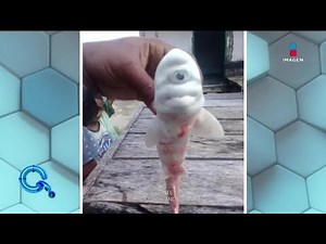Descubren tiburón albino ciclope | Qué Importa