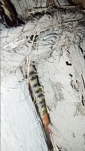 Cockroaches vs centipede