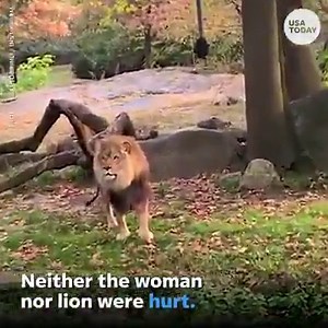 67K views · 3 comments | A woman climbed into the lion's exhibit at the Bronx Zoo. https://bit.ly/2os4DZN | USA TODAY Video | Facebook