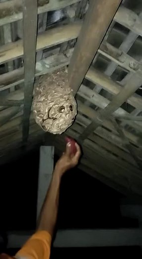 Feeding Wasps: A Closer Look at Their Nesting Behavior