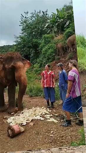 1.3K views · 72 reactions | Step into the heart of northern Thailand...