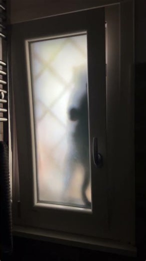 Cat attempts daring bathroom window entry in Rome, Italy