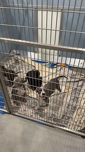 8.7K views · 83 reactions | Adoptable Dogs - Wednesday 12/24 | Fresno Humane Animal Services | Facebook