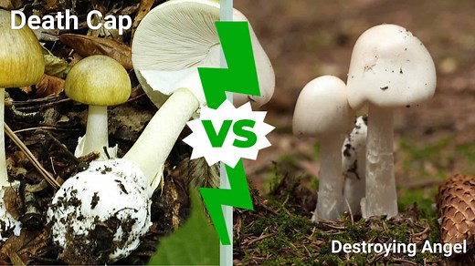 Death Cap Mushrooms vs Destroying Angels