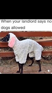 8.3K views · 140 reactions | Problem solved  | Thomas Englund | Facebook