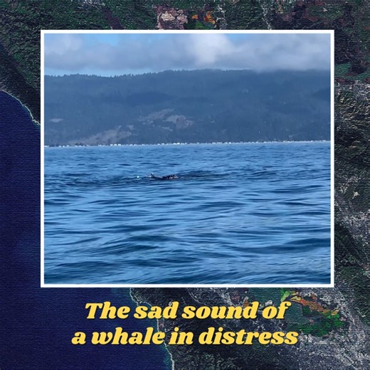 BayQuest on Instagram: "If you listen closely, you'll hear the faint cries of an entangled humpback whale our SeaSounds team encountered on a recent mission. Fortunately, it was rescued and freed by trained response teams within 24 hours, but so many go unreported and sustain life threatening injuries and premature deaths. We can do better to protect these magnificent creatures and help create a safe co-existence where people and wildlife can thrive for generations. Please join us and support th