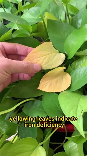 How to diagnose plant issues? #indoorplants #plants #garden #gardening #flowers #homeplants #indoorplants #houseplants #garden #plants #homegarden #gardentips #gardening101 #gardening #plant #planting #gardeninghacks #plantlover #plantcare #plantcaretips #gardenproject #hydrangeas #spider #spiderplant #spiders #spiderplants | MicroForest | Facebook