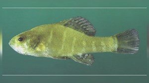 Huntsville leaders donate 700 acres to preserve pygmy sunfish