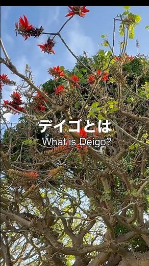 デイゴの花 #shorts #デイゴ #okinawa #花 #flowers