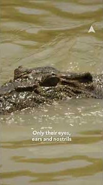 Saltwater Crocodile Ambushing Prey