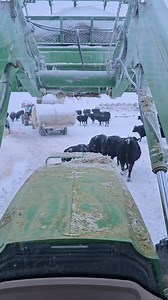 Farm video filmed in Black, White and Green. #farm #cow #blackandwhite | 1HandnFarming