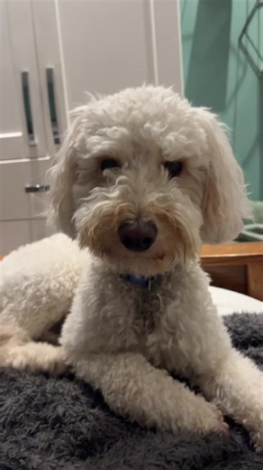 Howling Cockapoo at School in Surrey
