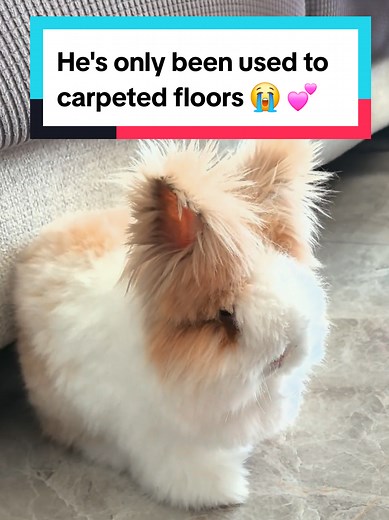 Cute Bunny Adjusts to New Hardwood Floors 😭 💕