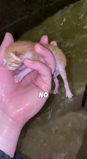 We couldn't save the kitten 😰