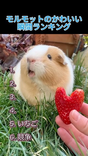 モルモットのかわいい瞬間ランキング #モルモット #GuineaPig #かわいい #もふもふ #癒し #動物 #小動物 #ペット #ランキング #shorts #もふるふぃチャンネル