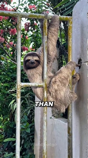 WorldNudge on Instagram: "This Animal Is So Lazy It Hangs From Trees After Death 😱 | Sloth Facts This animal is so lazy, it barely moves its entire life. Meet the sloth—the world’s slowest mammal. Sloths spend almost all their time hanging upside down from trees, and their grip is so powerful that they can remain attached even after death. Their digestion is extremely slow, taking up to a month to process food, and they only climb down once a week to use the bathroom. Because they move so slowl