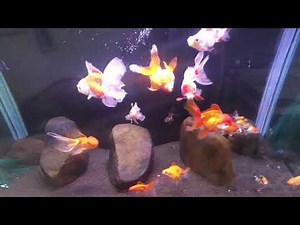 Treating goldfish swim bladder issues with Epsom Salt
