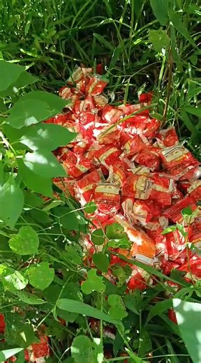 Un grupo de vecinos denunció que encontraron alimentos con logo de la merienda escolar tirados en un baldío del barrio Jardín de Cambyretá. Aparentemente se trataría de productos que debieron ser servidos por la Gobernación de Itapúa | En Linea PY