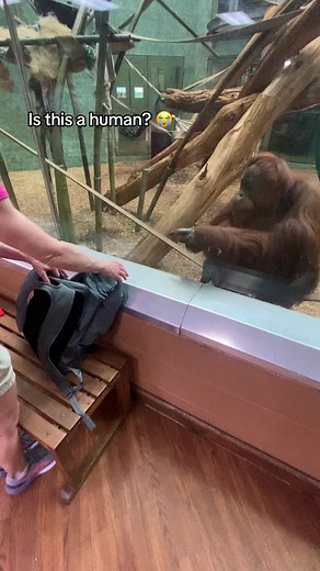 Amber the Orangutan Pointing at Stuff - Funny Animals Video