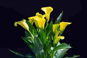 Calla Lily Flower - What Is the Meaning & Its Symbolism