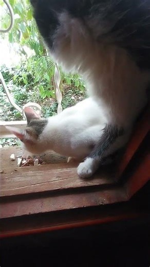 Two Cats Enjoying Meal #cat #catcat