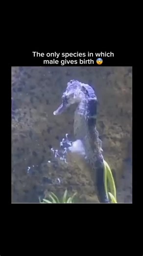 THE EARTH on Instagram: "Seahorses are unique - the male gets pregnant and gives birth. The female lays eggs in the male’s brood pouch, and he carries ‘em till they’re ready to swim free. It’s like the ultimate role reversal! Male seahorses can even have multiple pregnancies at once. They regulate the babies’ growth, provide nutrients, and control the birth timing. When born, the tiny seahorses are on their own - no parental care needed. The male’s pouch provides oxygen, removes waste, and contr