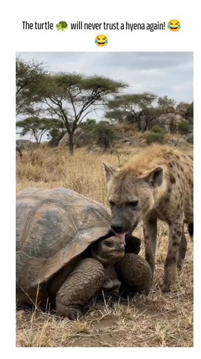 @top.zone800 on Instagram: "This viral clip depicts a spotted hyena in a Kenyan savanna attempting to bite a leopard tortoise, which swiftly retracts into its shell, frustrating the predator and prompting the humorous caption about lost trust, amassing over 750,000 views in under a day. Biologically plausible interaction: Leopard tortoises inhabit East African grasslands alongside hyenas, whose 1,100 psi bite force can crush shells but fails here against the tortoise's keratin shield, as documen