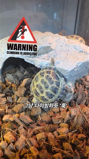 [Wise Reptile Life] A diving land turtle? #reptiles