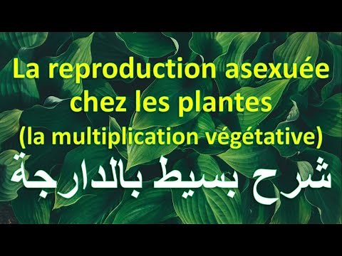 La multiplication végétative 2ème année Collégiale Parcours International