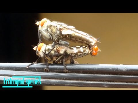 Insect Species - Flesh Fly | Flies are mating | Pt.2