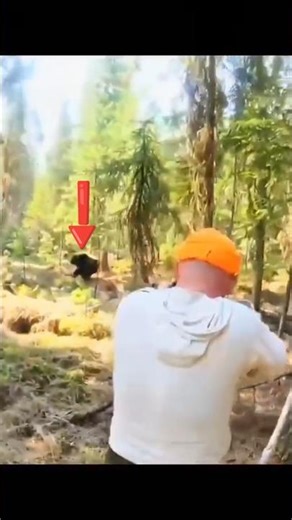 Black Bear Hunt Adventure | Alaska’s Untamed Wild! #grizzlybear #wildlife #bearhunting