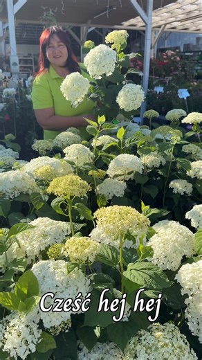 🌸 Hortensja Annabelle Strong – Królowa Ogrodu! 🌸 Szukasz rośliny, która naprawdę robi wrażenie? 💚 Hortensja ‚Annabelle Strong’ to klasyka w nowym, jeszcze mocniejszym wydaniu! Jej ogromne, śnieżnobiałe kwiaty utrzymują się przez całe lato, a wzmocnione pędy zapobiegają ich opadaniu. 🌿 ✨ Obficie kwitnie od czerwca do września✨ Idealna do rabat, żywopłotów i bukietów✨ Odporna i łatwa w uprawie 🌼 Zadbaj o wyjątkowy akcent w swoim ogrodzie!📩 Napisz do nas i zamów swoją hortensję już dziś! 📌 C