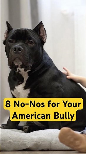 8 Things You Must Never Do To Your American Bully #americanbully #bullybreed #bully