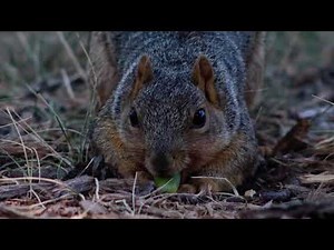 College Dorm Horror Games?