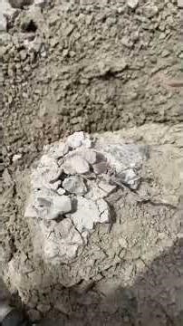 Finding a Nice Oreodon Skull in the Chadron Formation