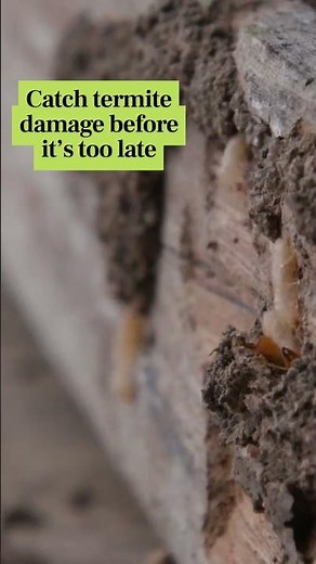 Spotting Early Termite Infestation Signs