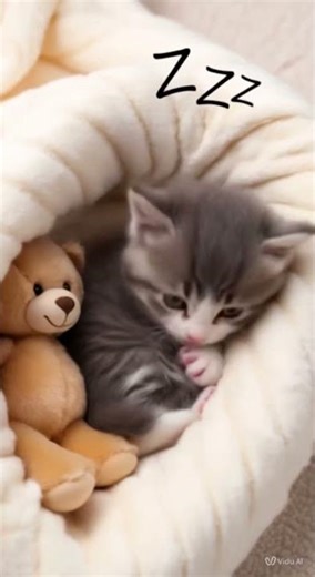 The Cutest Little Cat You'll Ever See! 😻🐾