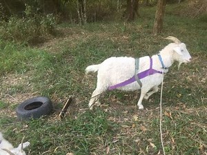 Goat Harness training