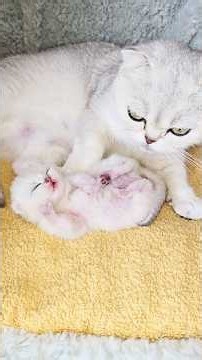 This is how a sleepy 5-day-old kitten wakes up when it needs to go to the toilet or sleep 🫠