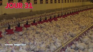 644K views · 13K reactions | Des têtes de poussins sur des corps de poulets et pire encore... Les cofondateurs de l'association L214 Ethique et Animaux ont dévoilé leur nouvelle vidéo choc sur le plateau de Quotidien : ➡ https://www.tf1.fr/tmc/quotidien-avec-yann-barthes/videos/l-214-chienne-de-vie-interview.html | Quotidien avec Yann Barthès | Facebook