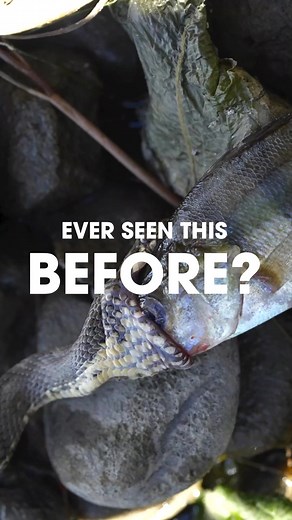 2.3K views · 16 reactions | CHECK THIS OUT!  Just one of the weird...