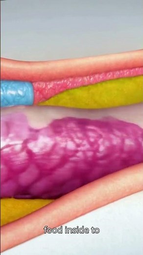 Why Does Your Stomach Growl When You’re Hungry?