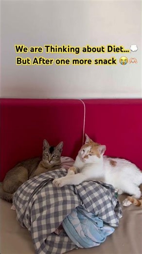 Mission: Snack Attack #cat #catshorts #funny #cats