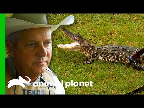 Young Alligator Is A Threat To Domestic Animals | Lone Star Law