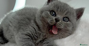 British Shorthair Kittens for sale in Derby, Derby | Pets4Homes