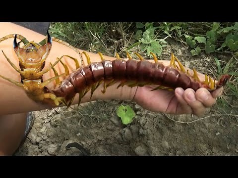 Creepiest Bugs In The World