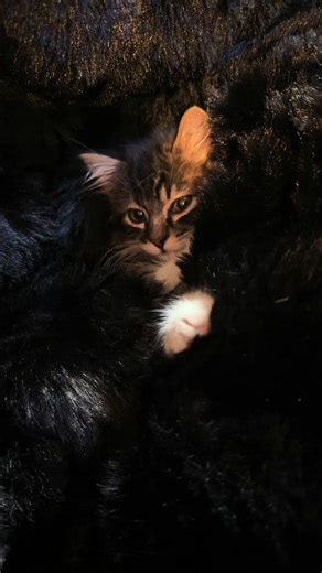 HANK 😻 Adopted the day after Valentine’s Day 🫶🏼 at only 8 weeks old! 🥹 He’s a sweet little angel with a love for snuggles & the perfect amount of sass! 😼 #catsoftiktok #kitten #kittensoftiktok #catdad #adoptdontshop