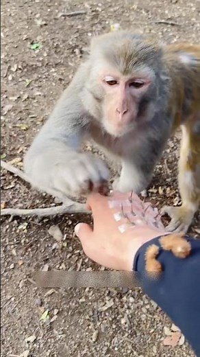 Smart Monkey Does the Unbelievable! 🐒😲 #shorts #animals #monkey #trending #viral
