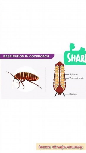 How do insects breathe? #insects #breathe #science #knowledge #spiracles #enviorment #animals